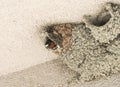 Cliff Swallow nest at the ceiling