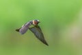 American Cliff Swallow in Flight Royalty Free Stock Photo