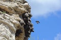 American Cliff Swallow in Yellowstone