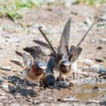 American Cliff Swallows Gathering Mud