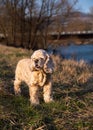 American cocker spanie