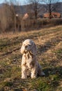 American cocker spanie