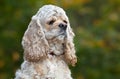 American Cocker Spaniel (1,5 years)