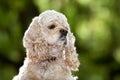 American Cocker Spaniel (1,5 years)