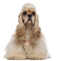 American Cocker Spaniel, 1 year old, sitting Royalty Free Stock Photo