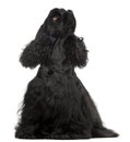 American Cocker Spaniel, 1 year old, sitting Royalty Free Stock Photo