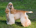 American cocker spaniel Royalty Free Stock Photo