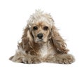 American cocker spaniel, 17 months old Royalty Free Stock Photo