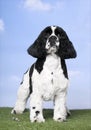 American Cocker Spaniel (2 years old) Royalty Free Stock Photo