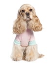 American Cocker Spaniel (2 years old) Royalty Free Stock Photo