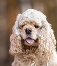 American Cocker Spaniel