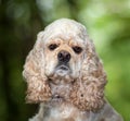 American Cocker Spaniel