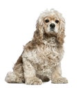 American Cocker Spaniel, 3 years old, sitting Royalty Free Stock Photo