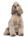 American Cocker Spaniel, 6 years old, sitting Royalty Free Stock Photo