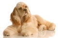 American cocker spaniel Royalty Free Stock Photo