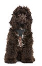 American cocker spaniel, 7 months old Royalty Free Stock Photo