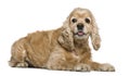 American Cocker Spaniel, 8 years old, lying Royalty Free Stock Photo