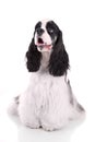 American cocker spaniel Royalty Free Stock Photo