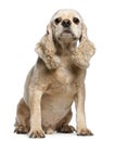 American Cocker Spaniel, 9 years old, sitting Royalty Free Stock Photo