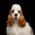 American Cocker Spaniel on Black Background Royalty Free Stock Photo