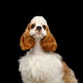 American Cocker Spaniel on Black Background Royalty Free Stock Photo