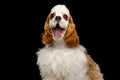 American Cocker Spaniel on Black Background Royalty Free Stock Photo