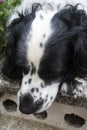 American Cocker Spaniel. Black and white dog with abundant fur and expression of love, man`s best friend forever. Royalty Free Stock Photo