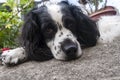 American Cocker Spaniel. Black and white dog with abundant fur and expression of love, man`s best friend forever. Royalty Free Stock Photo