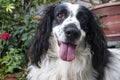 American Cocker Spaniel. Black and white dog with abundant fur and expression of love, man`s best friend forever. Royalty Free Stock Photo