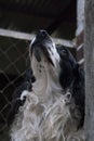 American Cocker Spaniel. Black and white dog with abundant fur and expression of love, man`s best friend forever. Royalty Free Stock Photo