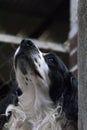 American Cocker Spaniel. Black and white dog with abundant fur and expression of love, man`s best friend forever. Royalty Free Stock Photo