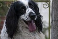 American Cocker Spaniel. Black and white dog with abundant fur and expression of love, man`s best friend forever. Royalty Free Stock Photo