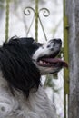 American Cocker Spaniel. Black and white dog with abundant fur and expression of love, man`s best friend forever. Royalty Free Stock Photo