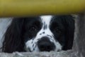 American Cocker Spaniel. Black and white dog with abundant fur and expression of love, man`s best friend forever. Royalty Free Stock Photo