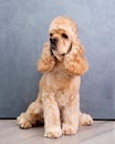 american cocker spaniel close-up sitting on a gray background front view Royalty Free Stock Photo