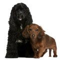 American Cocker Spaniel and dachshund puppy Royalty Free Stock Photo