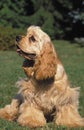 AMERICAN COCKER SPANIEL DOG, ADULT SITTING ON GRASS Royalty Free Stock Photo