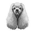 American Cocker Spaniel dog digital art illustration isolated in black and white. Breed of sporting dog with medium long silky fur Royalty Free Stock Photo