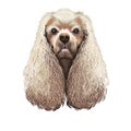 American Cocker Spaniel dog digital art illustration isolated on white background. Breed of sporting dog with medium long silky Royalty Free Stock Photo