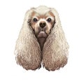 American Cocker Spaniel dog digital art illustration isolated on white background. Breed of sporting dog with medium Royalty Free Stock Photo