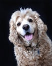 American Cocker Spaniel dog, fawn color Royalty Free Stock Photo