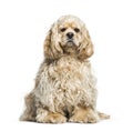 American Cocker Spaniel dog, 14 months old Royalty Free Stock Photo