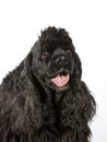 American cocker spaniel dog portrait taken in a studio Royalty Free Stock Photo