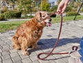 American Cocker Spaniel enjoying a leisurely walk in a green park with his owner Royalty Free Stock Photo