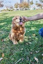 American Cocker Spaniel enjoying a leisurely walk in a green park with his owner Royalty Free Stock Photo