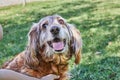 American Cocker Spaniel enjoying a leisurely walk in a green park with his owner