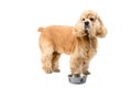 American Cocker Spaniel with a feeding bowl isolated on a white background Royalty Free Stock Photo