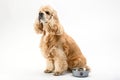 American Cocker Spaniel is waiting for food isolated on a white background Royalty Free Stock Photo