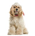 American cocker spaniel Royalty Free Stock Photo