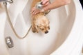 Dog at grooming salon having bath. Royalty Free Stock Photo